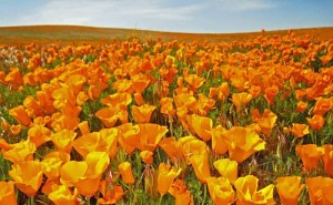 odnoletnie-cvety-cvetut-vse-leto-jeshshol'cija-polynok-kalifornijskij-mak