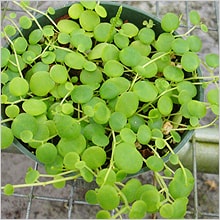 peperomia-rotundifolia-kruglolistnaja