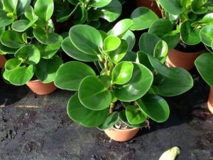 peperomia-tupolistnaia-obtusifolia