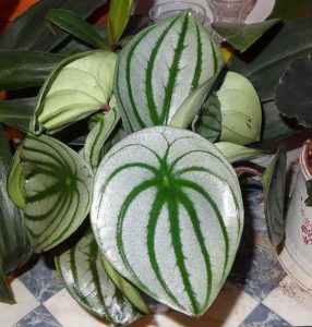peperomija-arbuznaia-watermelon