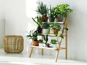 Какие комнатные растения купить