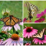 Цветы, привлекающие бабочек