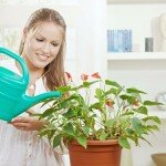 Чем удобрять комнатные растения